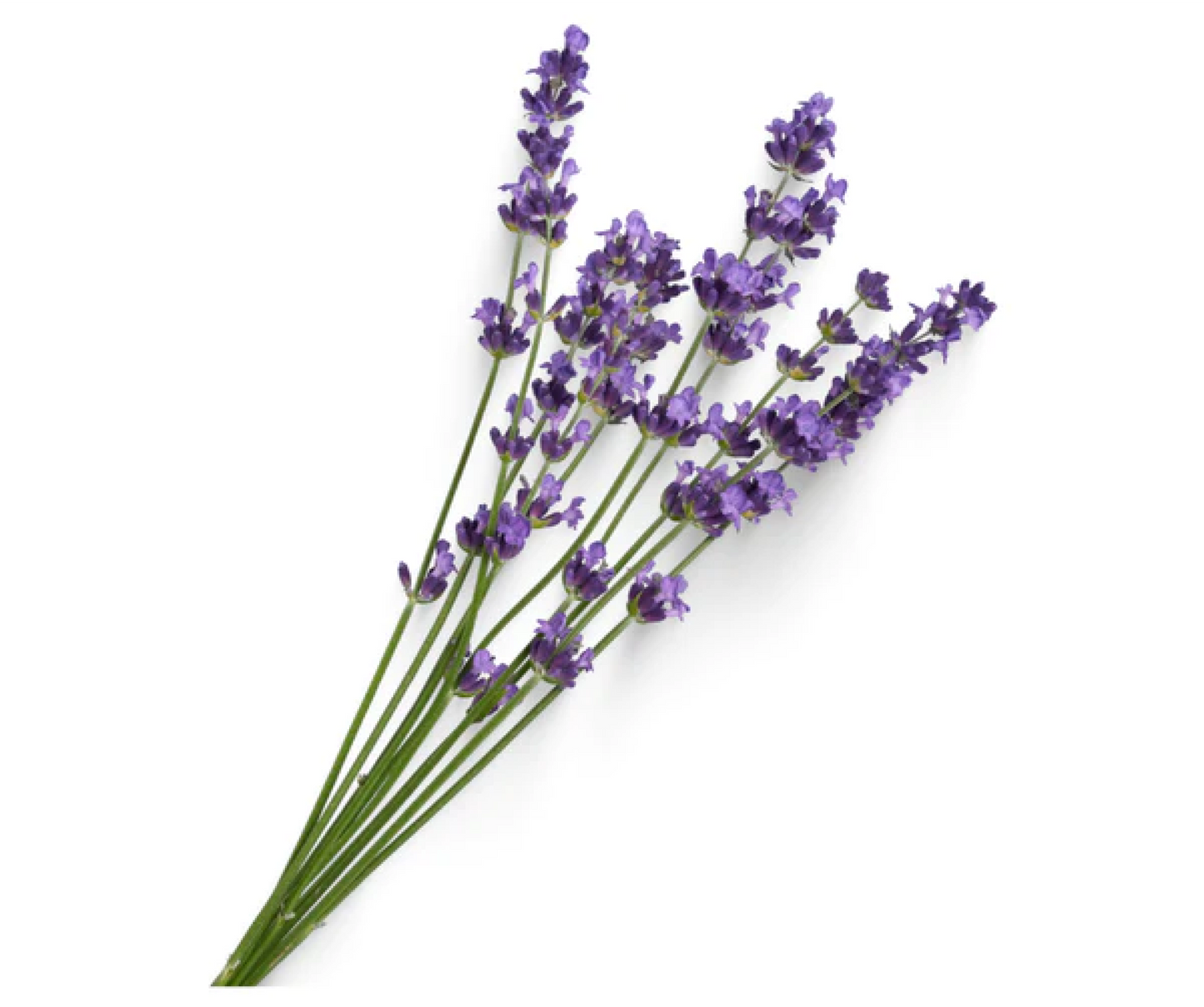 Lavender Essential Oil